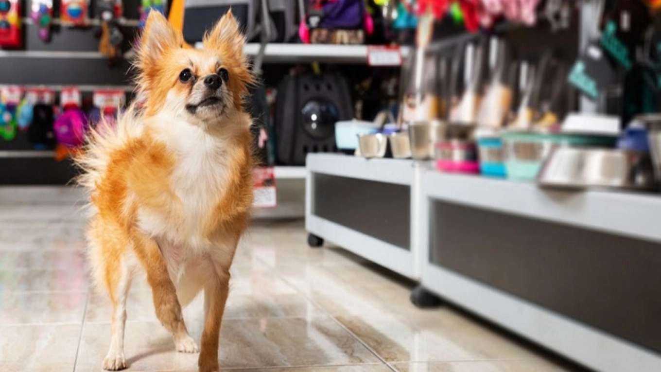 پت شاپ دکتر دنا