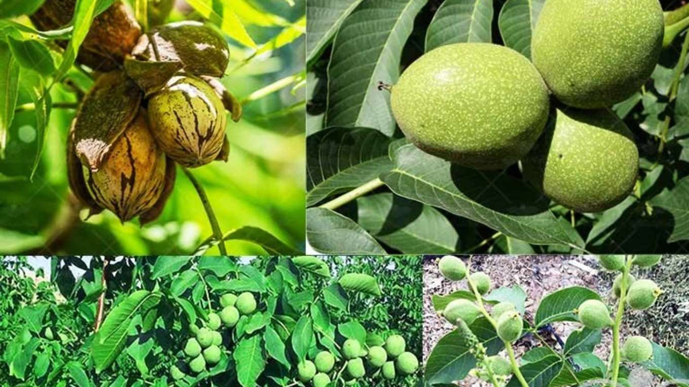 نهالستان ایرانیان