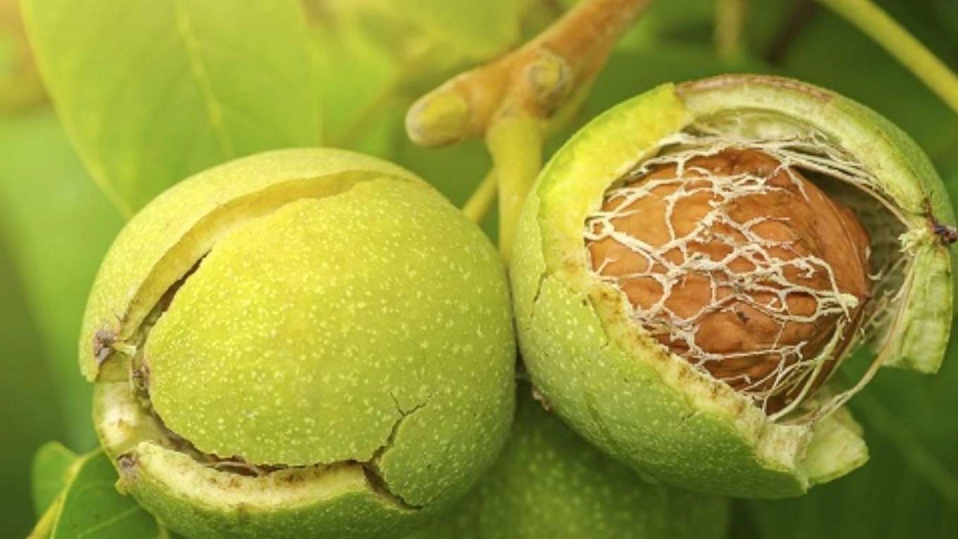 نهالستان ایرانیان