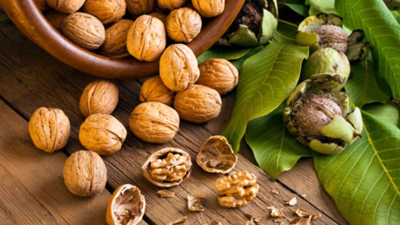 نهالستان ایرانیان