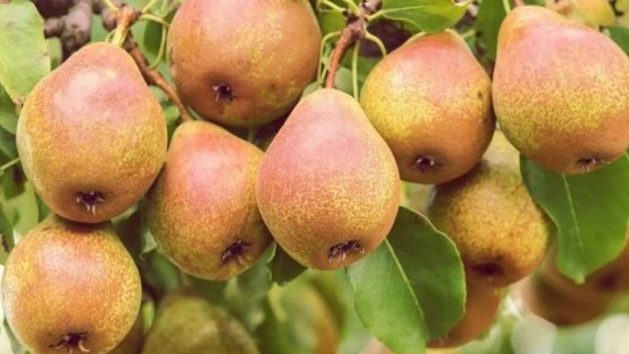 نهالستان الماس نهال