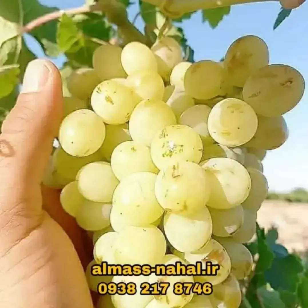 1696223585763.webp