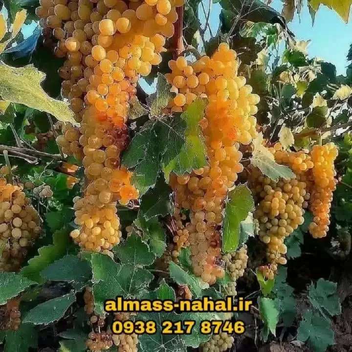 1696223616779.webp