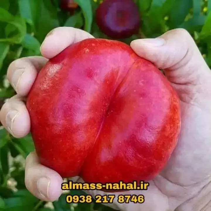 1696223626688.webp