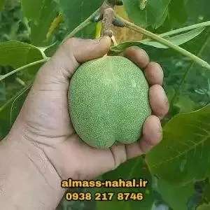 1696223687102.webp