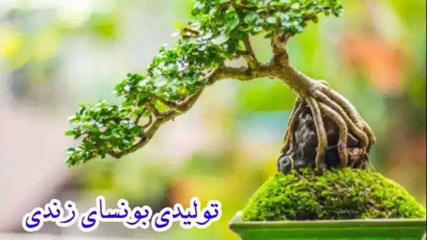 فروش انواع بونسای زندی