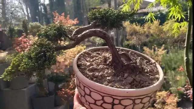 فروش انواع بونسای زندی