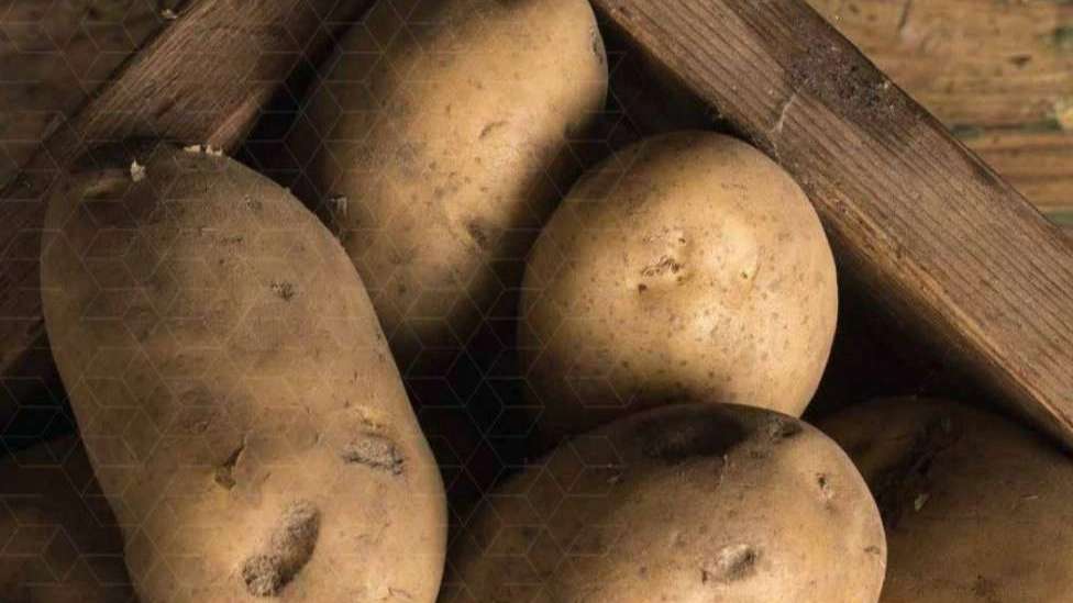 مجموعه کشاورزی راویس