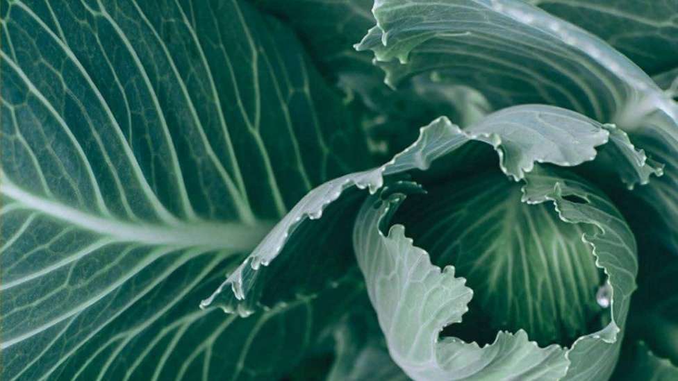 مجموعه کشاورزی راویس