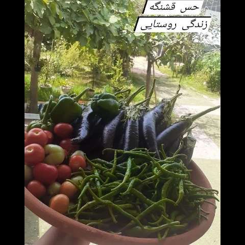 1697263914236.webp