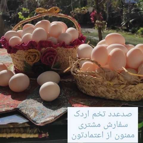 1697264188138.webp