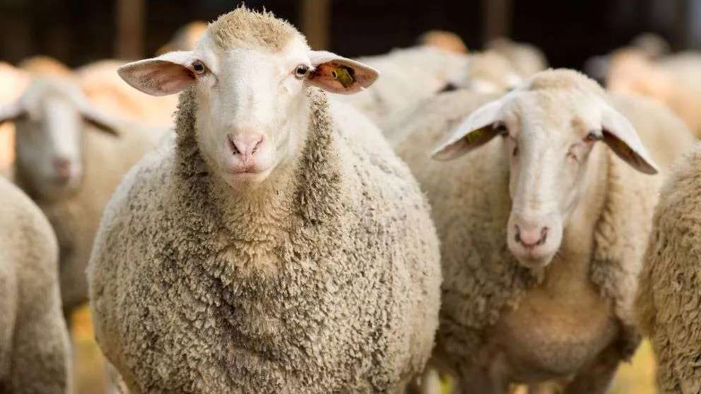 مزرعه باروس