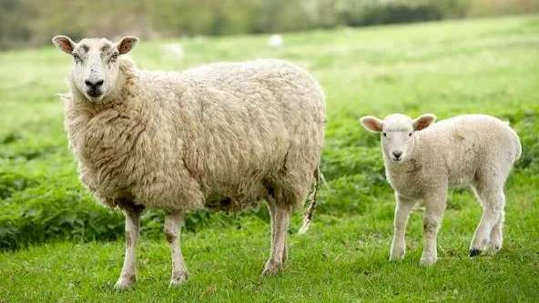 مزرعه باروس