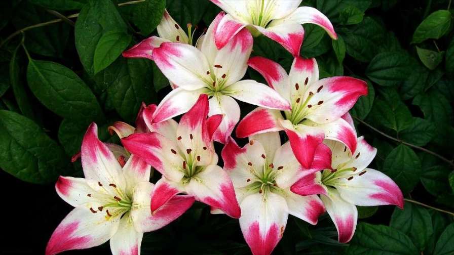 گل فروشی احسان کلاسیک