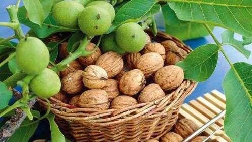 گردو چندلر اقلیم پارسیان