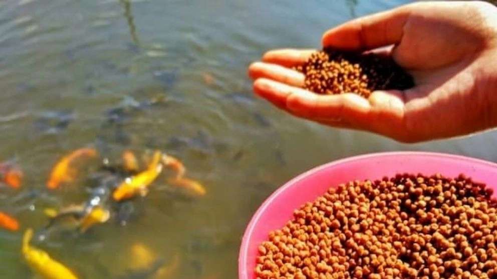 تولید غذای ماهیان گرمابی دانسو