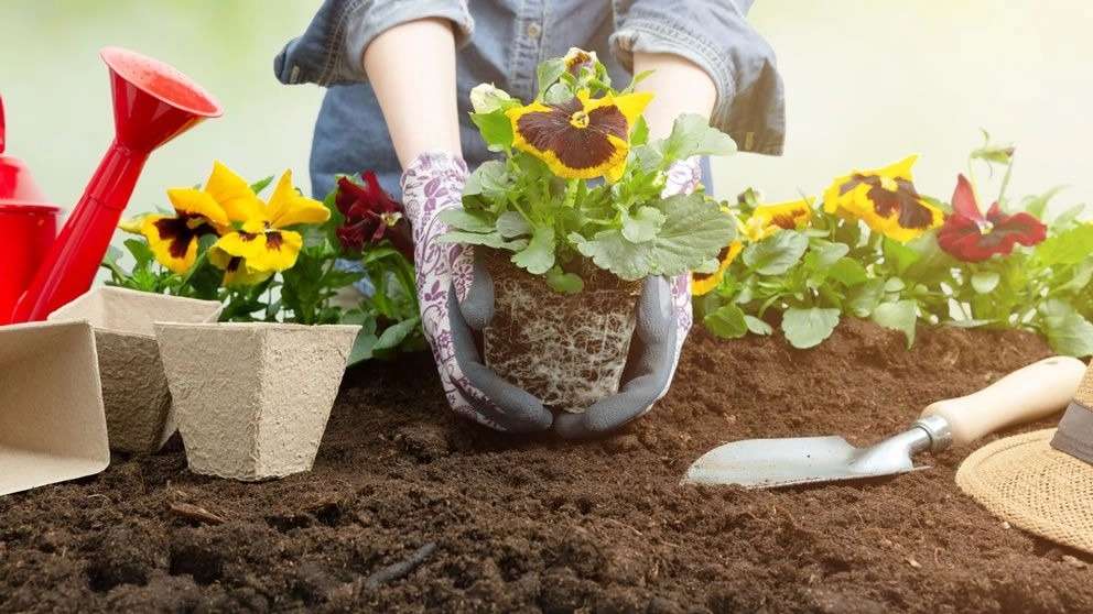 تولید خاک گلدانی سلطانی