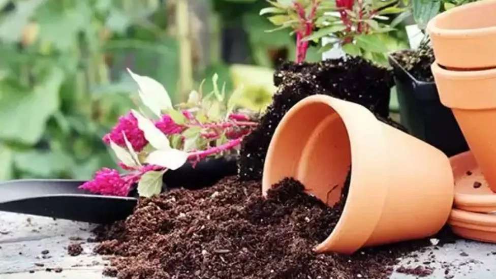 تولید خاک گلدانی سلطانی