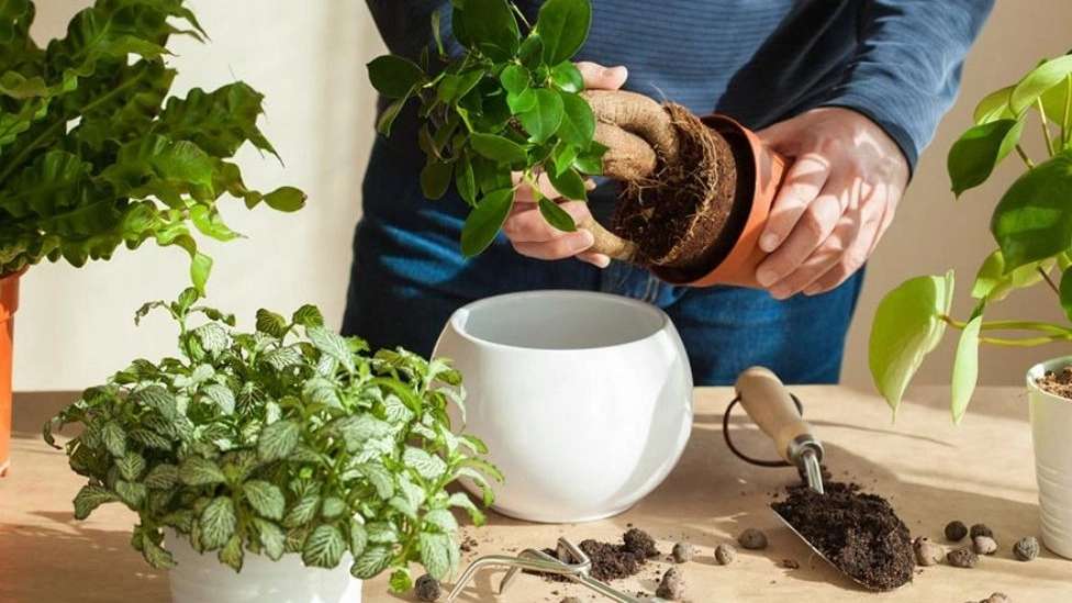 تولید خاک گلدانی سلطانی