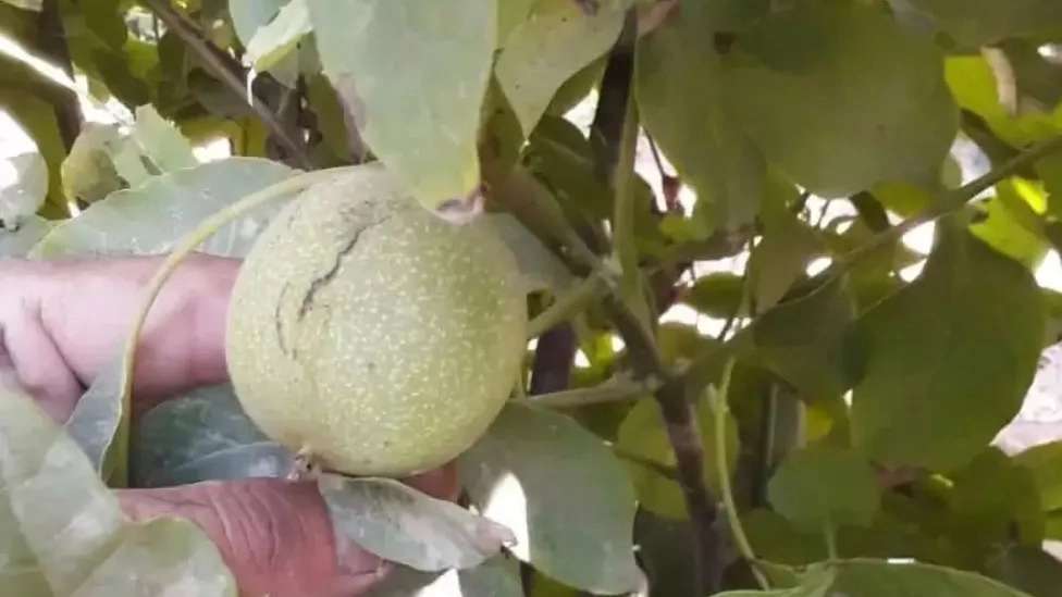 نهالستان  نوبهار جعفرمیرزایی