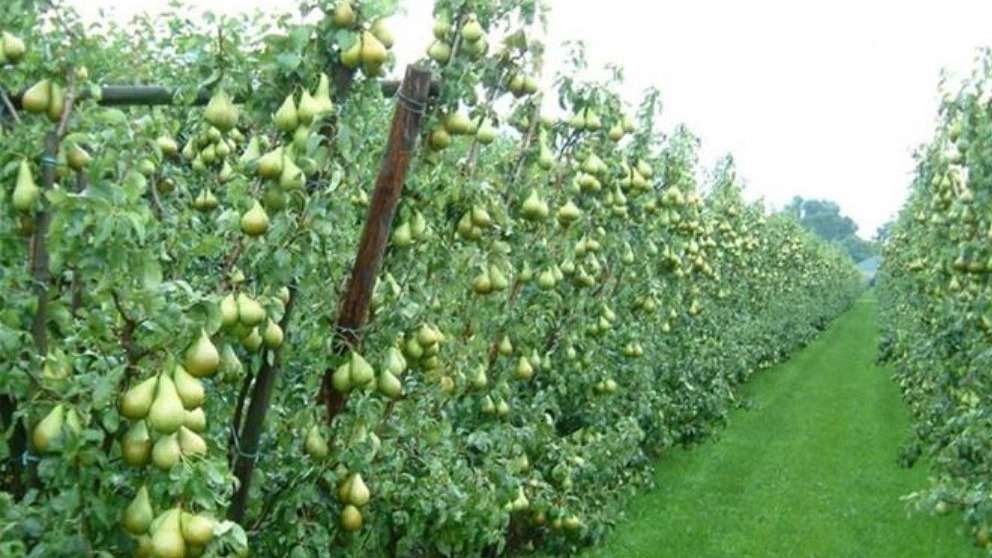 باغستان نوبهار جعفرمیرزایی