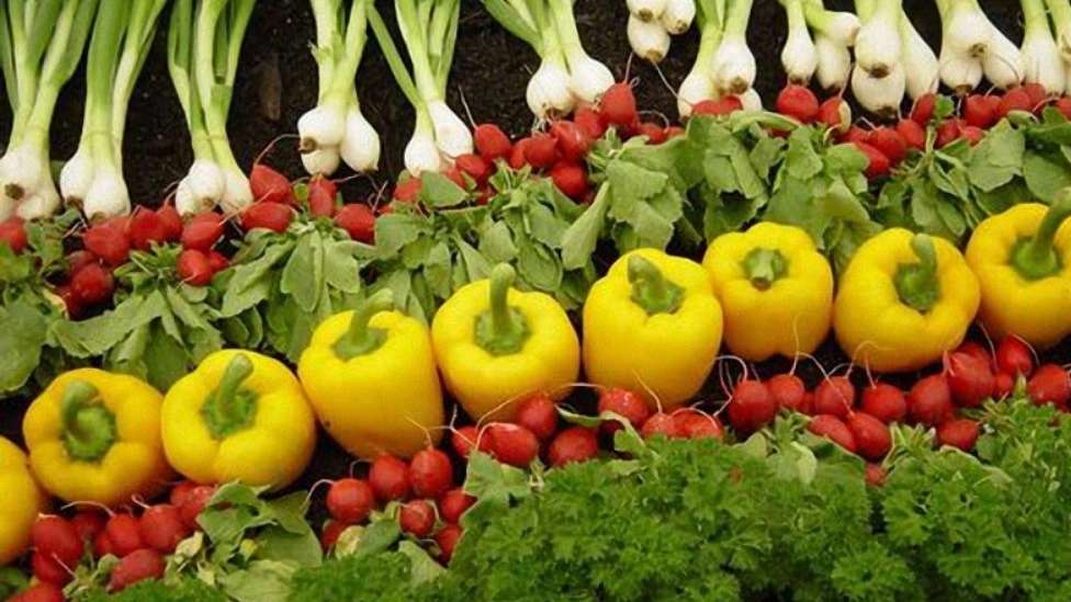 فروش صیفی جات غفارزاده