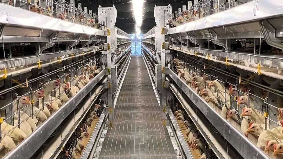 دام و طیور مرغداران