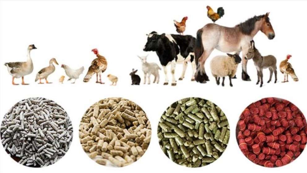 دام و طیور مرغداران