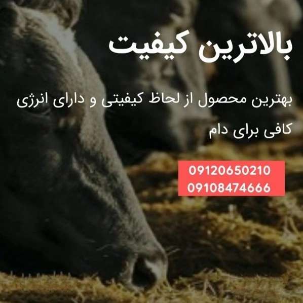 1700404444778.webp