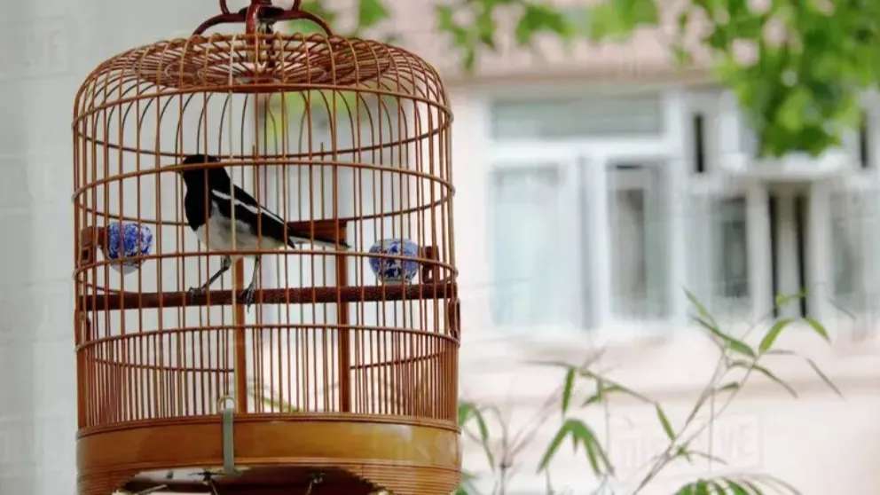 شهر قفس قاسمی