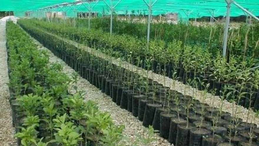 نهالستان بشیر زاده