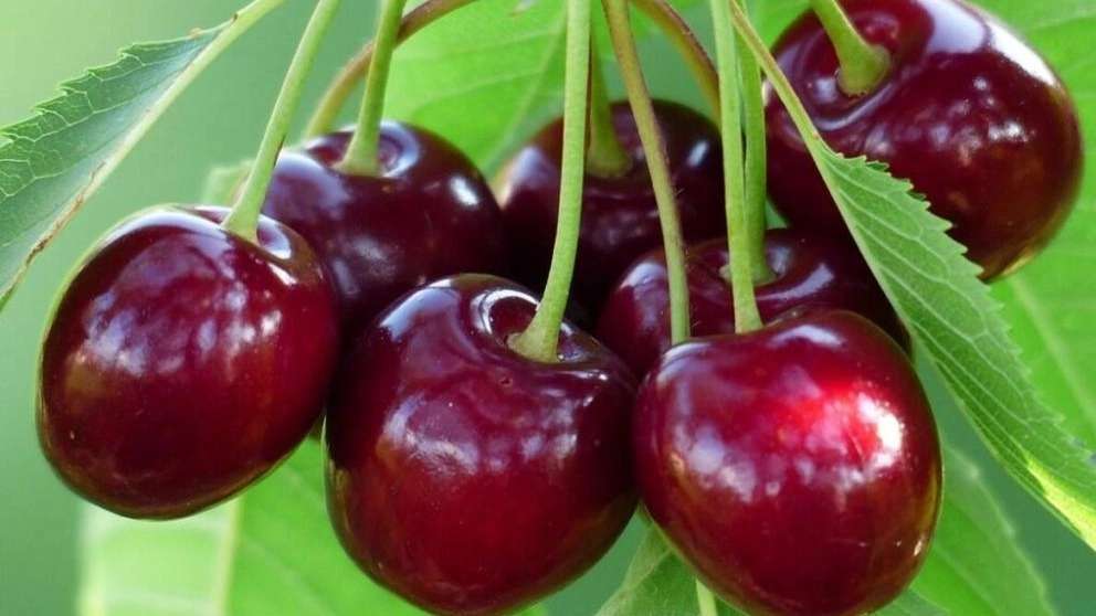 نهالستان بشیر زاده