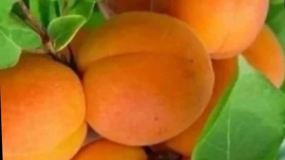 کاشت راهنمای زردآلو باغ بزرگ