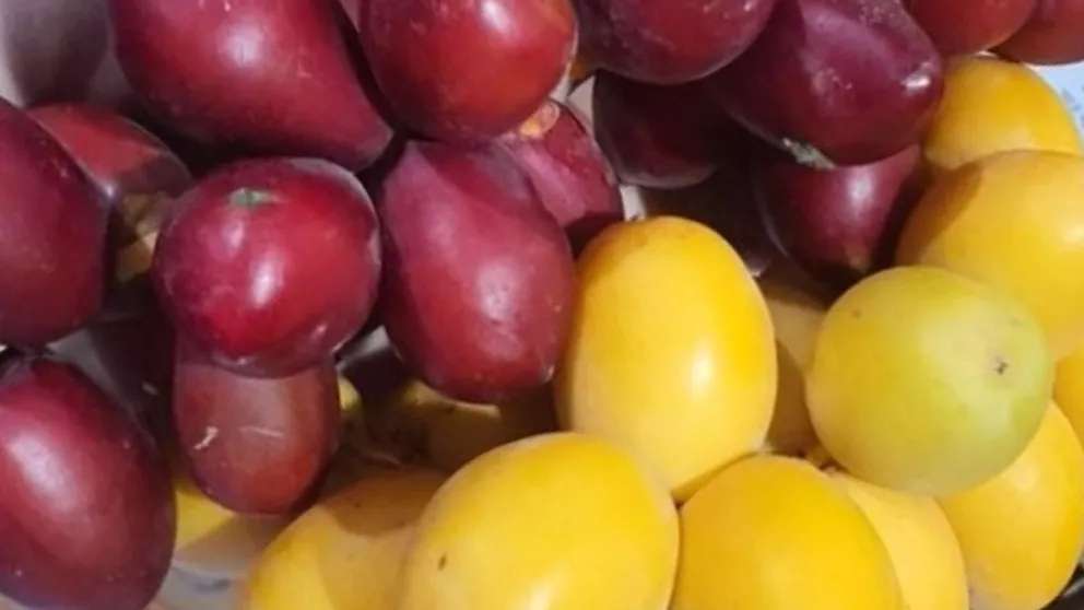 کاشت باغ انگورطلایی