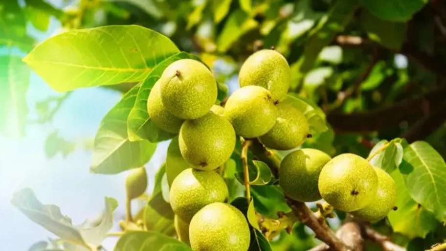 نهالستان ایرانیان