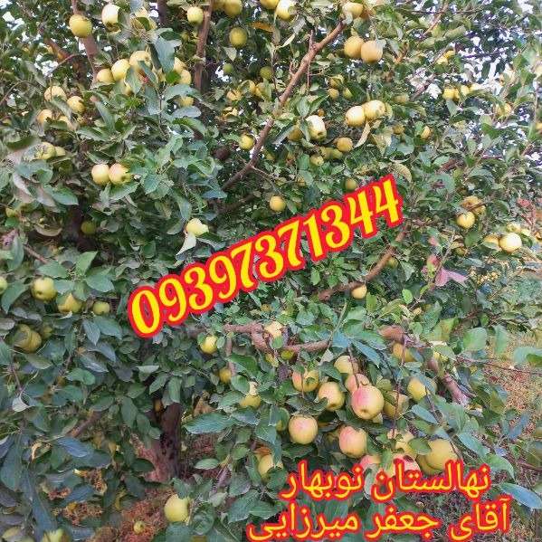 1705123431796.webp