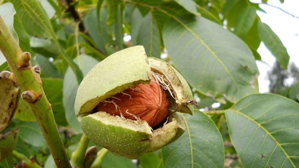 گردو چندلر اقلیم پارسیان