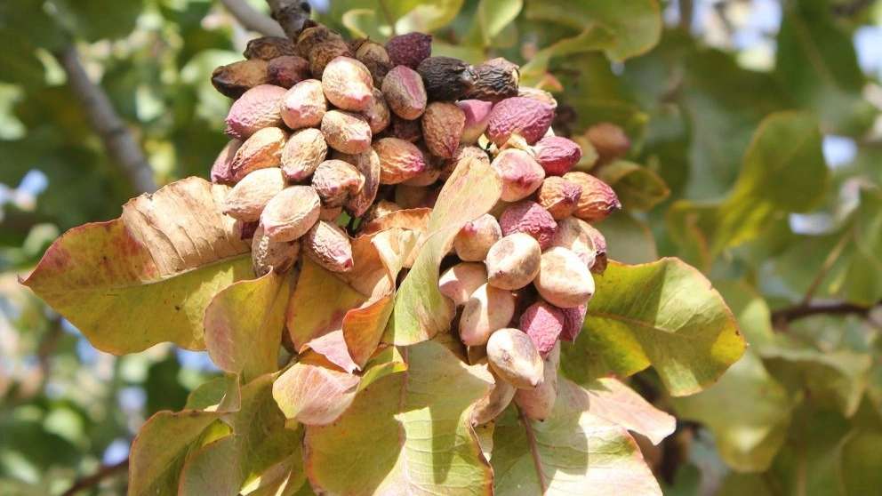 نهال پسته زارع زاده