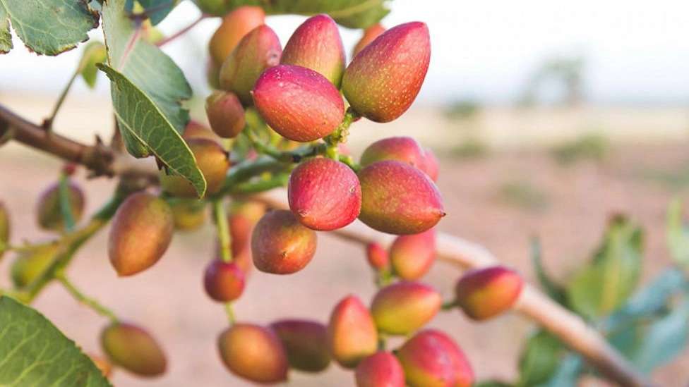 نهال پسته زارع زاده