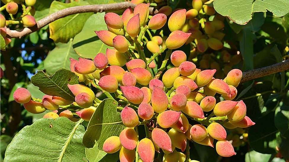 نهال پسته زارع زاده