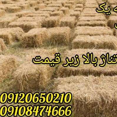 1706897836652.webp