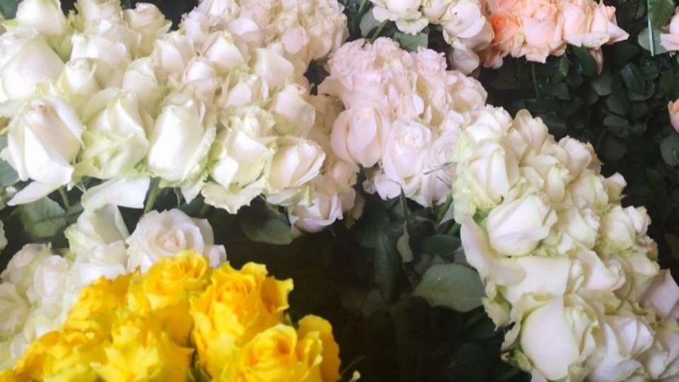 رز هلندی وشاخه بریده پروین
