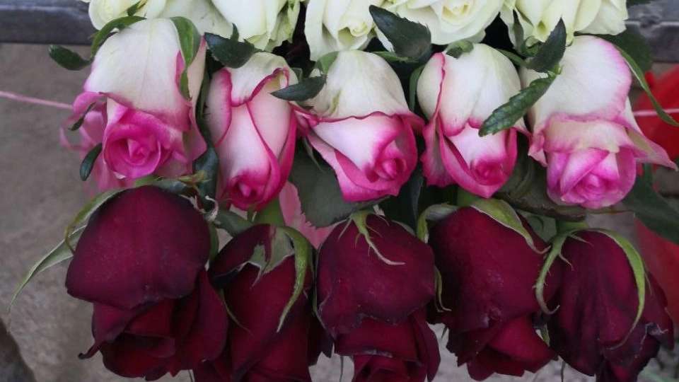 رز هلندی وشاخه بریده پروین