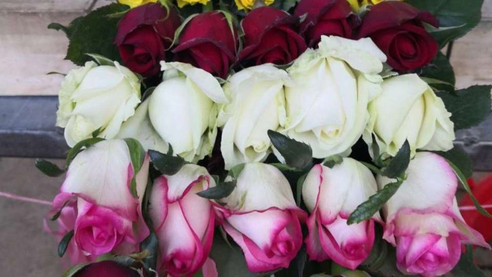 رز هلندی وشاخه بریده پروین