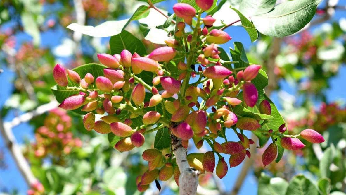 نهال پسته زارع زاده