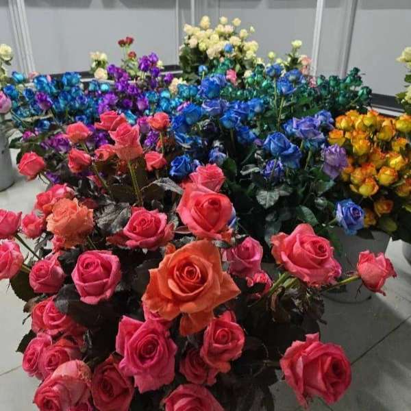 1723108532647.webp