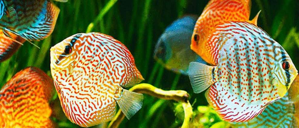 صادرات و واردات ماهی های زینتی