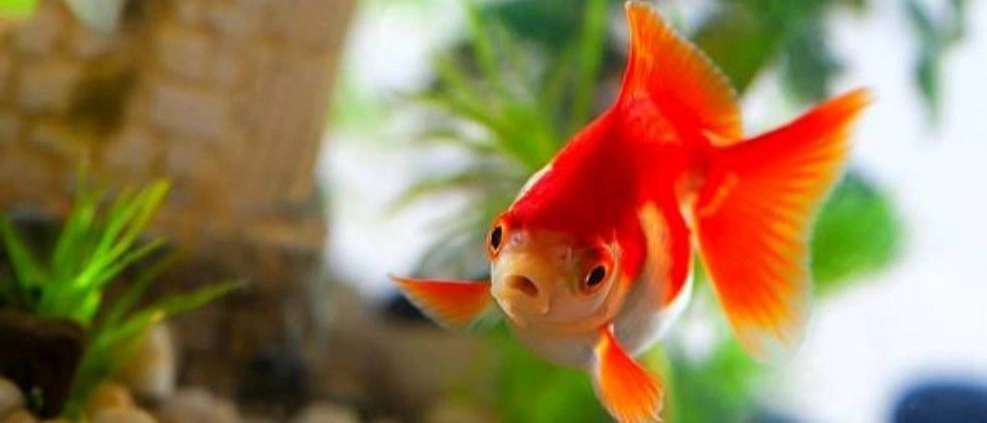 صادرات و واردات ماهی های زینتی