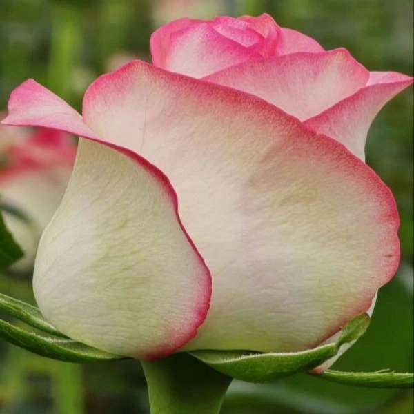 1724308446207.webp