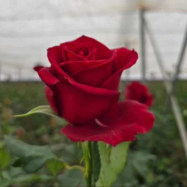 1724744083469.webp